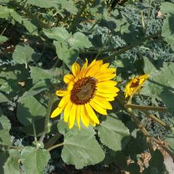 poetionpics:  The #bees are finally back to work. #latesummer #workerbee #sunflower #sunnyday #saturdaymorning  (at Boise, Idaho) 