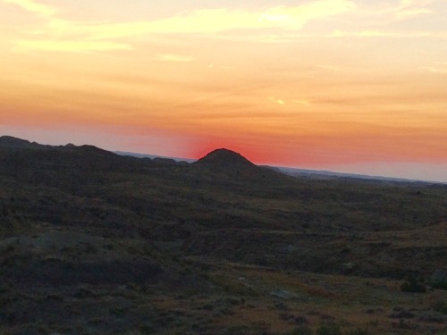 anomalokaris:Montana Dinosaur Dig: Day 1My 1st full day, we were prospecting on exposures just outsi