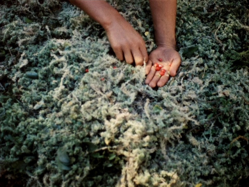 smnmblst:Shadows of Forgotten Ancestors (Sergei Parajanov, 1965)