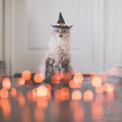 Catsofinstagram:  From @Monicasisson: “Let The Bewitching Season Begin! See More