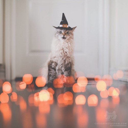 catsofinstagram:  From @monicasisson: “Let the bewitching season begin! See more of spooky Finnegan, along with his sister Alice, and puppy-brother Oliver on @pitterpatterfurryfeet. Photo by @monicasisson” #catsofinstagram [source: https://ift.tt/2Cam3ip