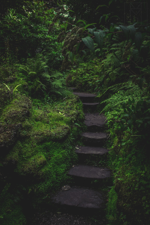 alexmilsommedia: Enchanted-Forest Explore..