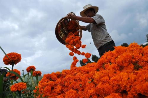 fotojournalismus:  Farmers pick marigolds in Minzu village, Weining County in Guizhou, China on August 2, 2015. (Yang Wenbin/Xinhua) 