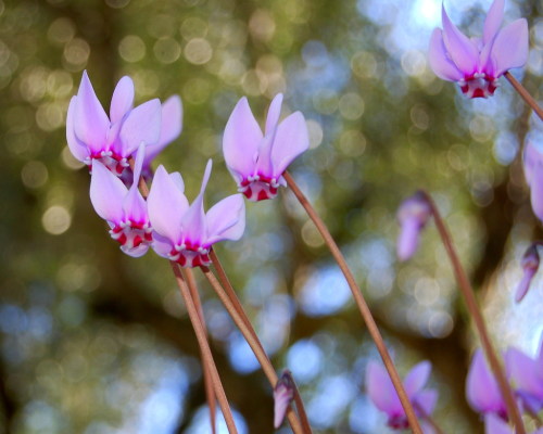 Cyclamen sp.