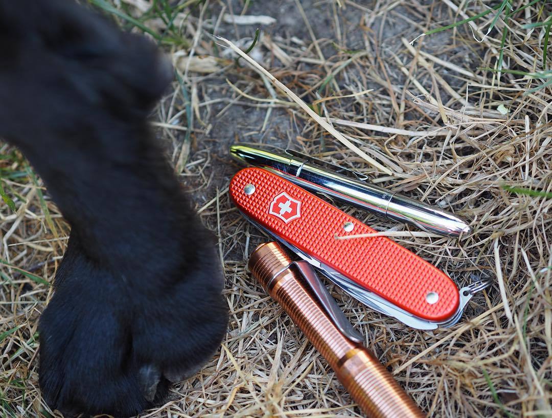 You don’t mind if I step on your stuff do you. Damn nosy pup 🙄😀 #victorinox #victorinoxswissarmy #victorinoxalox #alox #aloxaholic #aloxpox #swissarmyknife #fisherspacepen #flashaholic #gearporn #everydaycarry #_everydaycarry_ #sak #sakaddict...