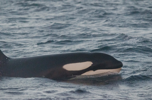jayshellphotos: Wild orca, Norway // Jan 2016