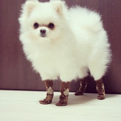 cephalopod-demigod:  egberts:  please look at this dog wearing socks   this is urgent