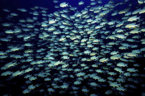 yahoonewsphotos:Amazing creatures of the deepAce Wu searches the deep to photograph stunning underwa