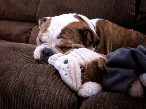 English Bulldog Love