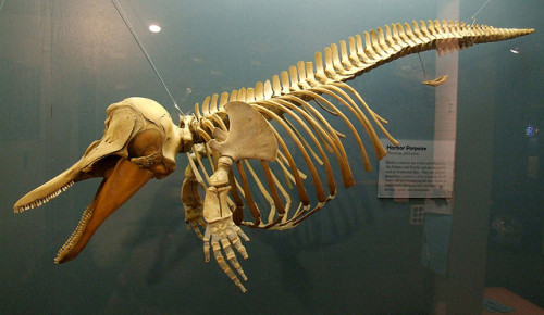 phocoenidae:Harbor Porpoise by Travis S. on Flickr.Harbor porpoise skeleton in the Pratt Museum in H