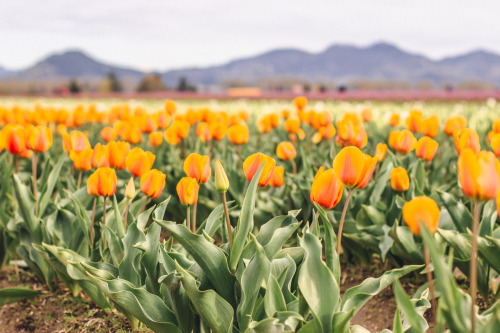 Fields of tulips at Roozengarde, Skagit Valley, WA.