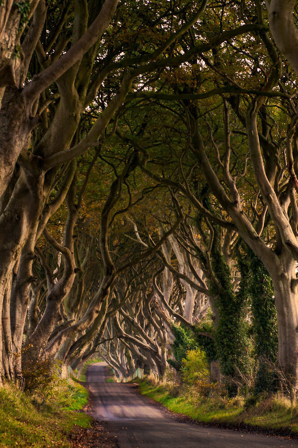 etherealvistas:  The Dark Hedges (Northern Ireland) by Maximilian Pilz  