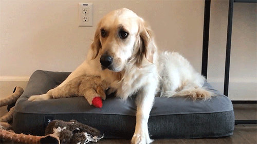 dogiplier:  Chica went through so many emotions in so little time