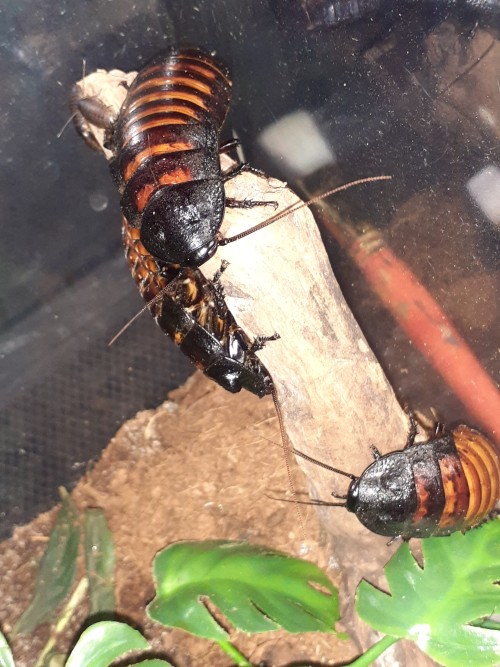 Hisser Photo Dump