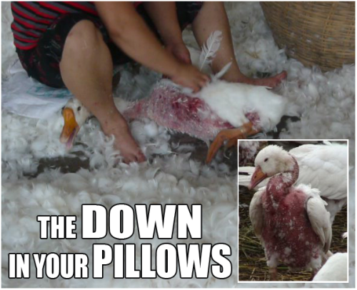 bbreannaa:boycott the down industry! Do not buy any items made with real feathers.