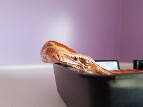 Just hangin outJubilee, T+ Albino blood python (P. brongersmai).