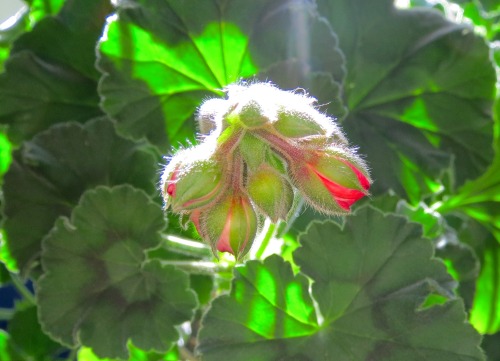 A close-up of some of the pelargonium buds, because, well, because I’m still amazed at what th