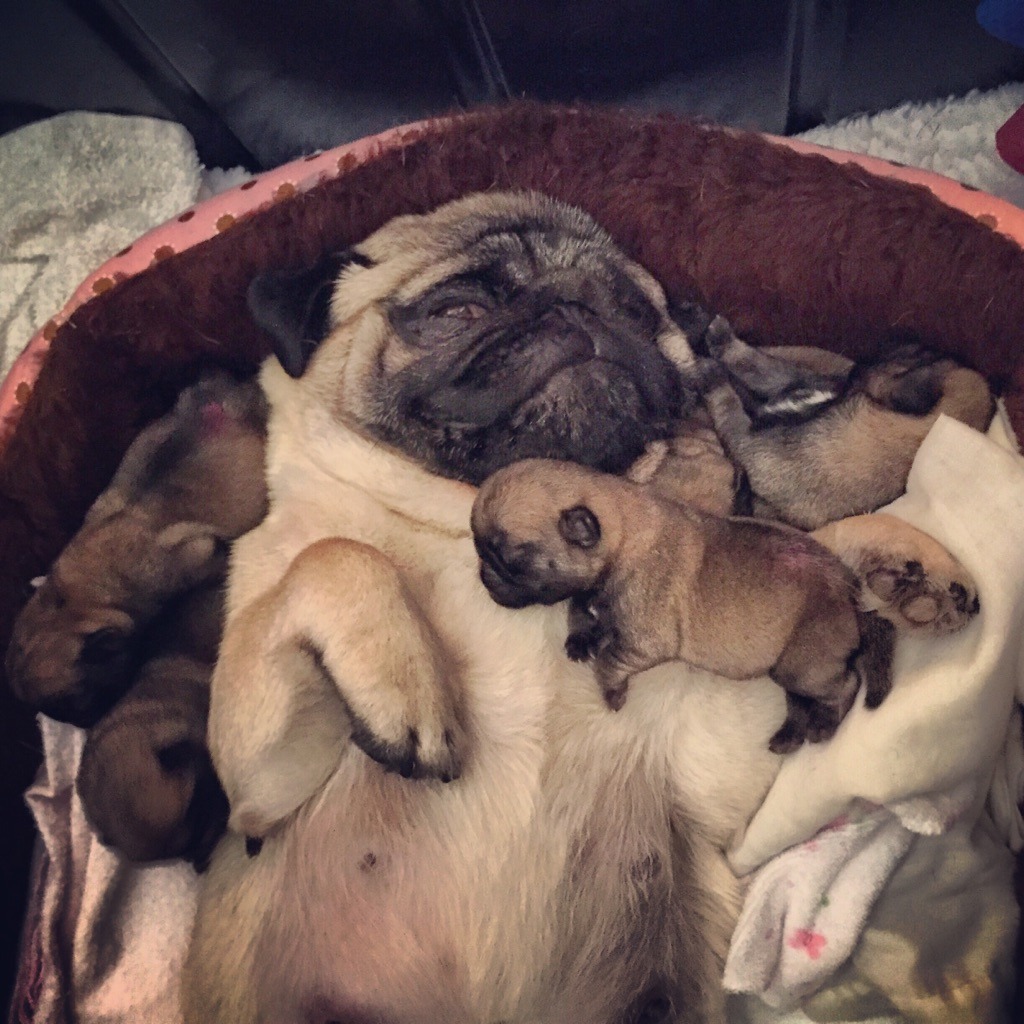 awwww-cute:  Pug family after feeding (Source: http://ift.tt/1g0L8xE)
