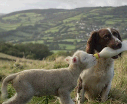 awwww-cute:  Puppy bottle feeds baby lamb! 