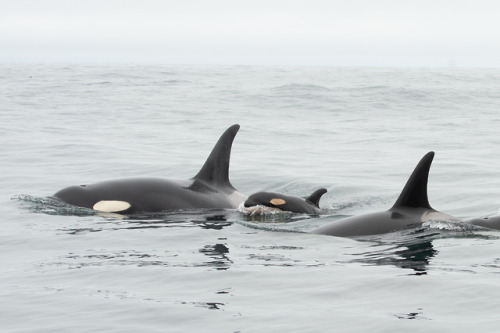 csnews: New Calf with J Pod  Tofino Whale Centre - May 31, 2019  Yesterday we got word from Tim (The