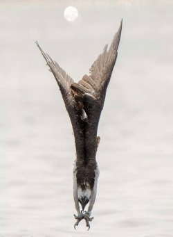 stunningpicture:  A beautiful shot of an Osprey in a dive.  Outstanding.