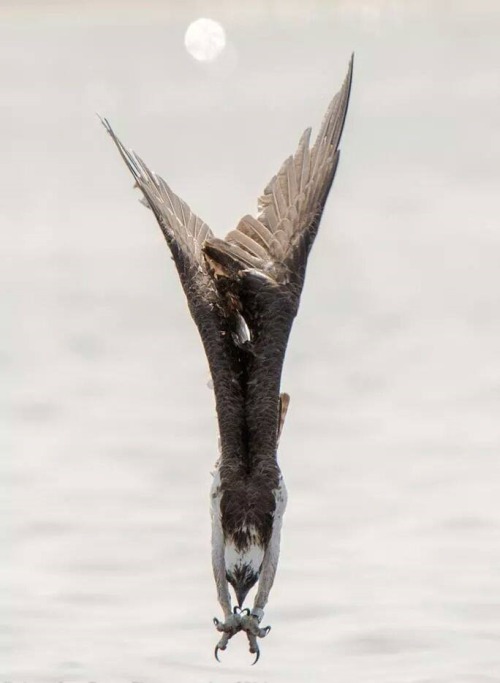 cephalopodqueen: filthyphil: An osprey in a dive WHOA THIS IS GREAT