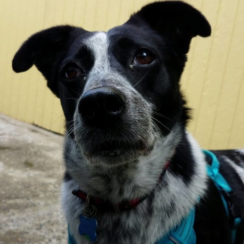 #australiancattledog #pet #dog #pnw #dogsofinstagram #pnwdogs #pacificnorthwestdogs #australiancattl