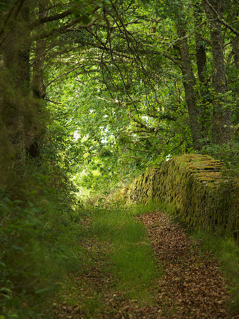 Terras da Fonsagrada X (El Camino / The Path) by Shawnito on Flickr.