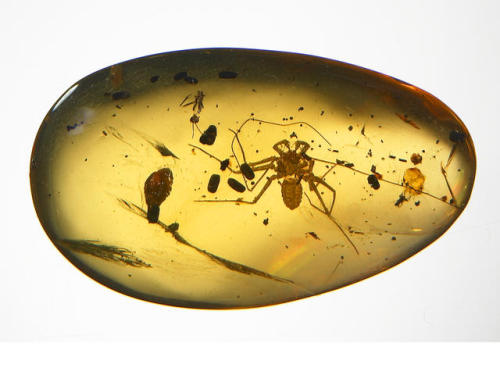 Whip Scorpion in Dominican Amber, Oligocene - Dominican Republic