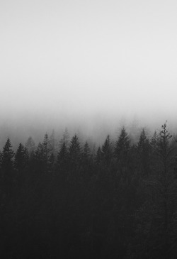 f-u-g-i-t-i-v-o:  Treeline Mist by Atmospherics.