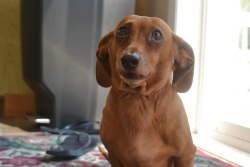 cute-overload:  People say my wiener dog looks like Dobby.http://cute-overload.tumblr.com  I see it. Lol!