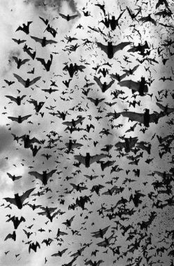 beingruth:  gothiccharmschool:  We are the NIIIIIIIIGHT! Really adorable night.  Bat appreciation life. 