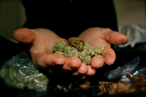 cannabisculturez:  Never pay for cannabis again - Click here
