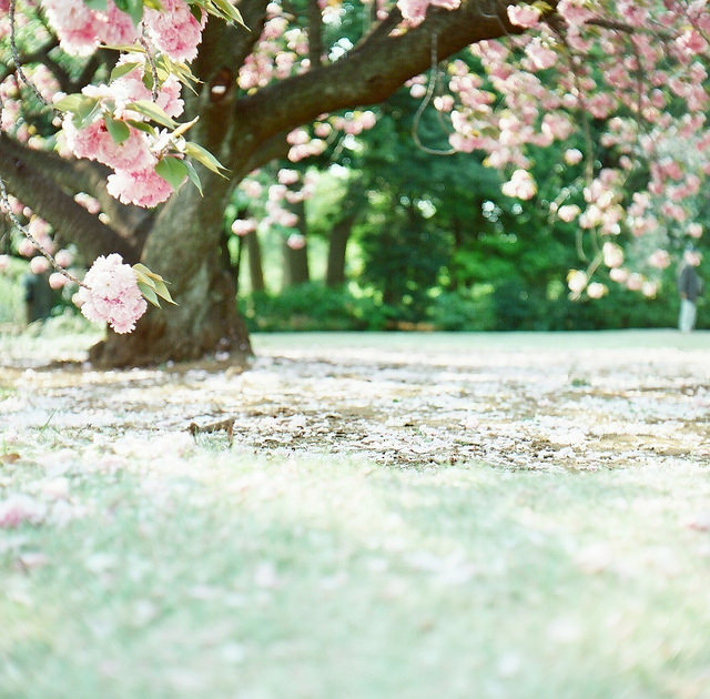 cloudedcamera-:  367 by yuzu__iro on Flickr. 