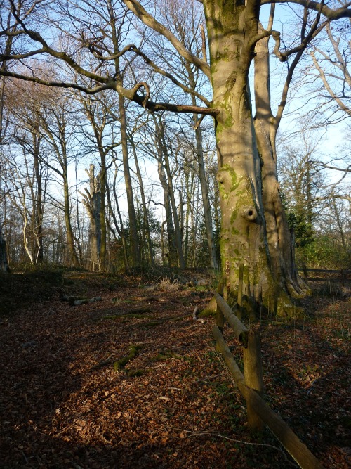 Bryngarw Country Park, March 2014