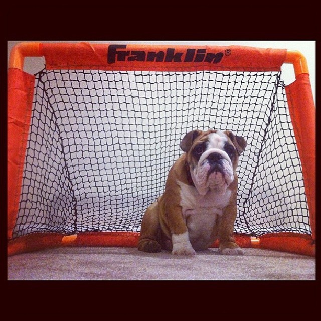 #tbt, Hazel showed a lot of interest in goal tending early on. #bulldog #englishbulldog #squishyfacecrew #bullylife #pets #bulldogsofinstagram @bmaillou via Instagram http://ift.tt/1gEUF7O