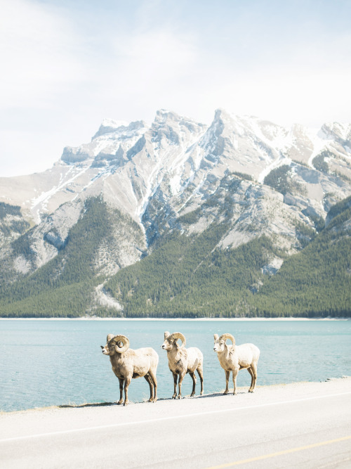 Triplets on Flickr.Bighorn sheep along Lake Minnewanka, Alberta.Facebook | Flickr | Instagram | Twit