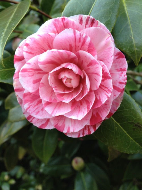 camellia