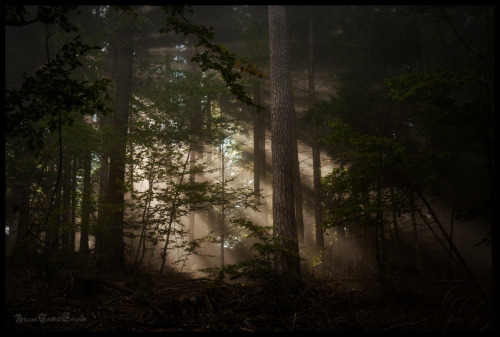 darkface: (via 500px / Autumn Forest by Reiner Ugele)