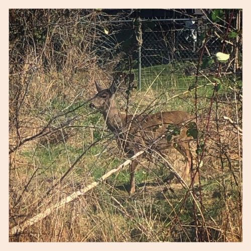 Life is slowly creeping back into Buttertubs. Even saw some #strangeflora! #blacktail #deer #mallard