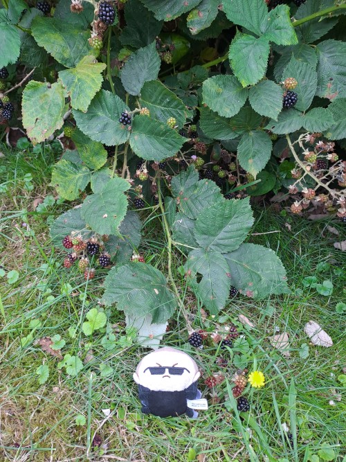 Picking Blackberries With Albert