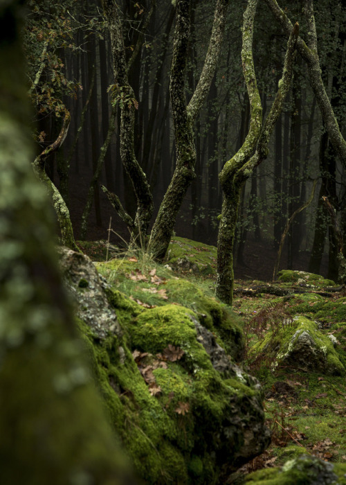 Misty Mountains by Antoine Thibaud