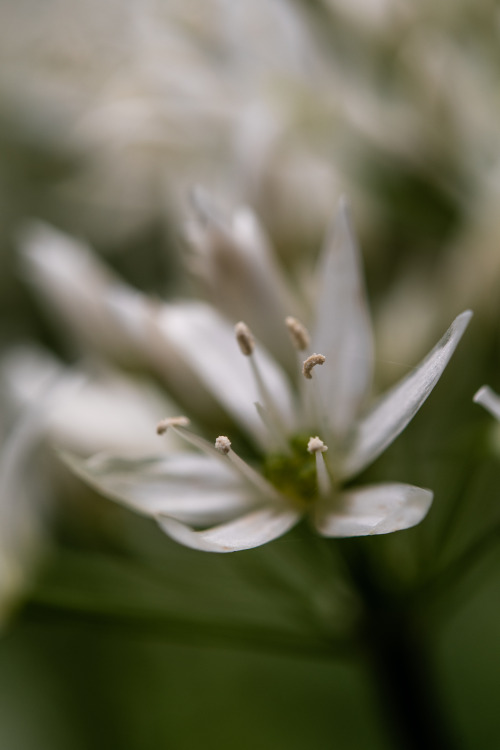 I always get distracted by the tiny details when walking through forests, especially when it’s