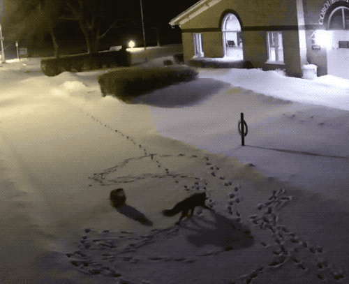 thefingerfuckingfemalefury:ohgodhesloose:tinysaurus-rex:gafferson:An encounter between an owl and a 