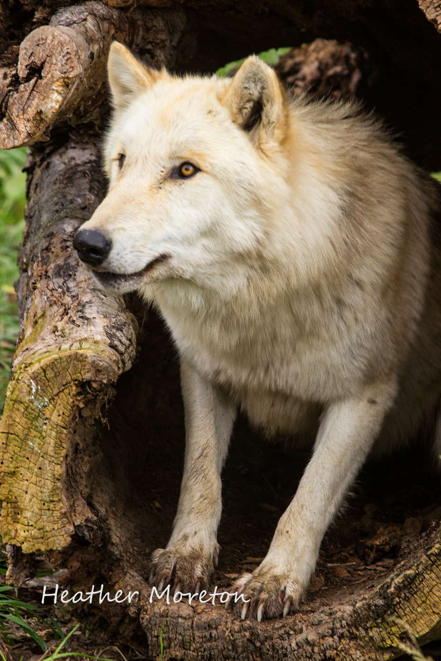 wolveswolves:  After the question about yellow coated wolves, I just remembered another