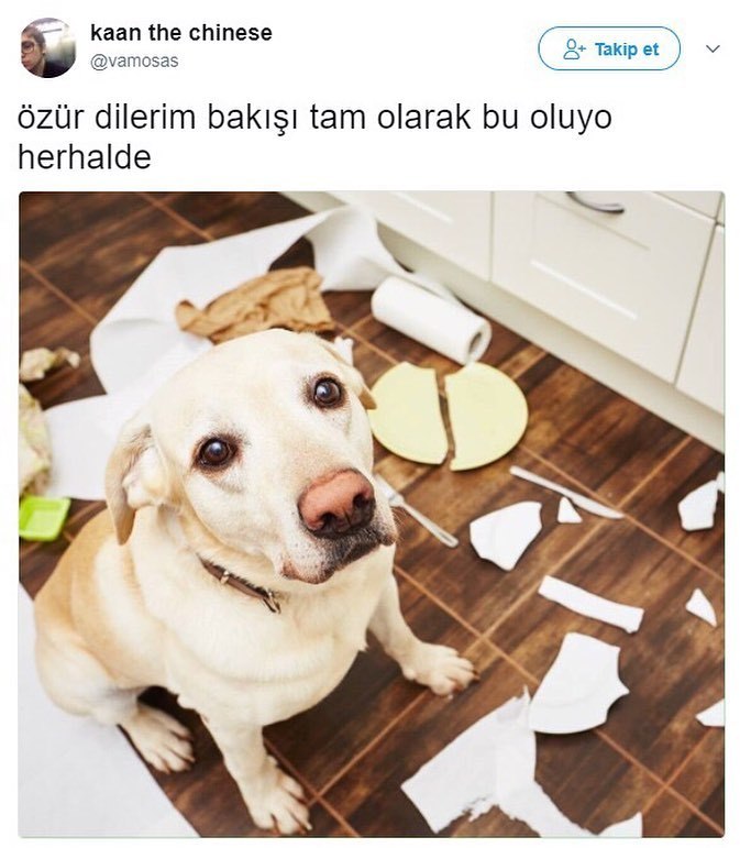 özür dilerim bakışı tam...