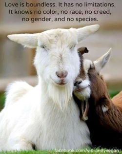 veganzeus:  We need so much more love and