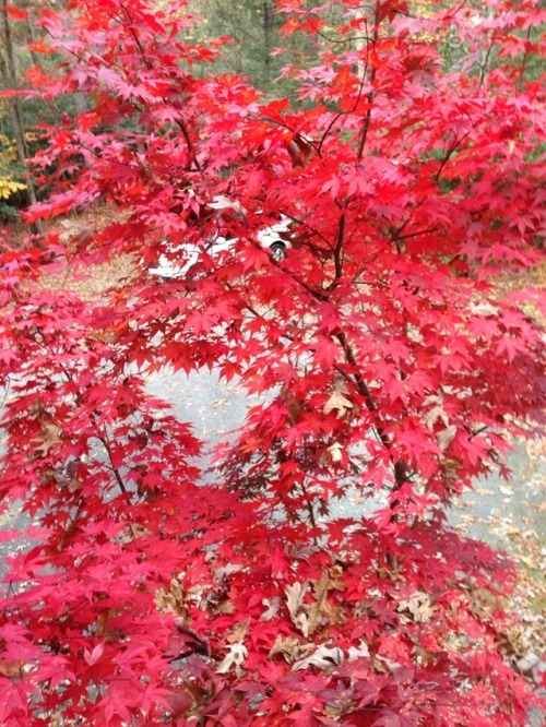 Japanese Maple saying “hello” to Spring.