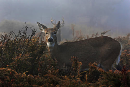 White-tailed deer by JimCumming