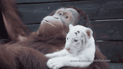 gifsboom:  Orangutan Adopts Tiger Cubs. [video]